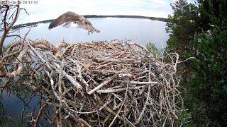 Miina-sääksi syöksyy veteen / Ilomantsi osprey chick taking a dip (2020)