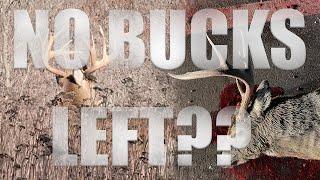 OUR TARGET BUCKS ARE ALL DEAD! NOW WHAT??