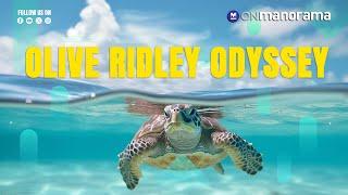 Olive Ridley Odyssey: Meet Chavakkad’s heroes saving the turtle hatchlings