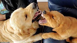 Golden Retrievers Have a Heated Conversation