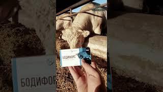 #milk #animals #cow #vet #dairy #rek #bull #agro #veterinarian
