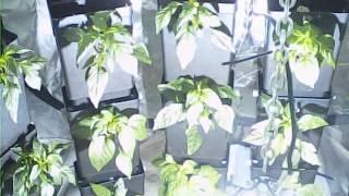 Vertical growing timelapse in a grow tent under 600w hps/mh