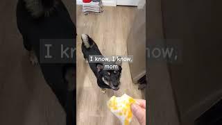 you can take a small bite just bite the corner like this #funny #shiba #柴犬 #smallbites