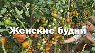 Что стало с огородом мечты? // урожайное лето // женские будни