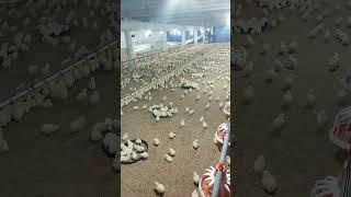 Pakistan poultry Association