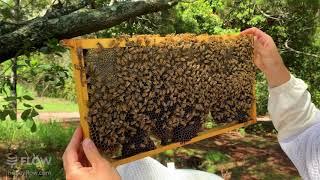 Queenless hive? Installing a queen 