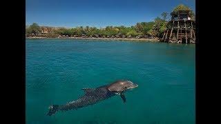 El arrecife de delfines de Eilat: un encuentro fantástico con la fauna