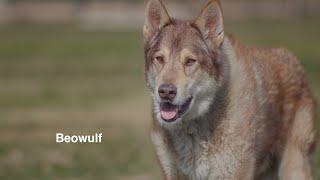 BEOWULF, AN AMAZING WOLF HYBRID