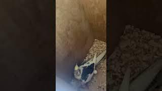  நம்ம Aviary-ல Cockatiel Egg Hatch ஆச்சு   Sun Conure Breeding Update 