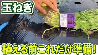 【玉ねぎ】植える直前に必ずこれらをやってから植えよう