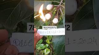 Hoseki Safed Bhilawa biba White Bhilawa Seed7820953572