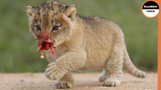 Unlucky Lion Cub Sentenced To Death By a Male Dominant