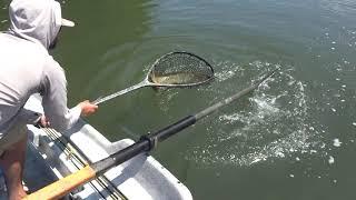 HomeWaters - Musky Caught on Juniata River