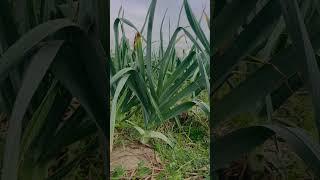 Garlic G1 Growth #youtubeshorts #agriculture #g1garlic #ytviral