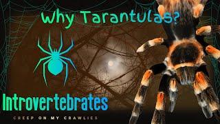 Why Tarantulas Make Great Pets