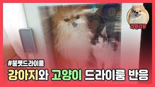 [리얼리뷰] 강아지 고양이 목욕 필수템, 펫드라이룸 렌탈 3년째 사용중입니다.