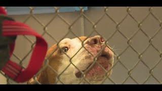 Front Street Animal Shelter in need of veterinarians