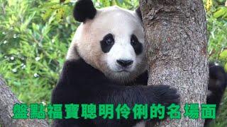 盤點福寶聰明懂事的名場面  |大熊猫福宝 판다푸바오 #animals #panda