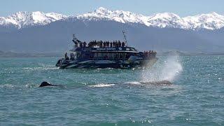 Destination Kaikoura - Where the Mountains meet the Sea