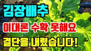 김장배추 이대론 수확못해요 결단을 내렸습니다 상황에 맞는 대처법