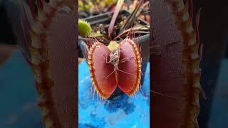 Venus Flytrap feeding time!