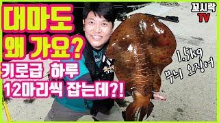 대마도 왜 가요? 키로급 무늬오징어 하루 12마리 잡아버리기!? 그것도 동네 방파제에서?? 미친다 미쳐!무늬오징어낚시![イカ, squid]