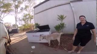 Gary the goat earns $1000 for a cuddle.