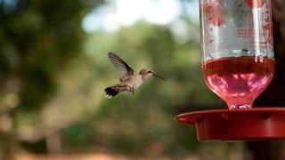 Amazing Hummingbird photos captured with Strike Finder camera trigger