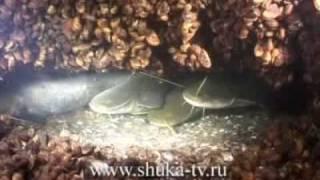Подводные съемки на Днепре Часть 1 Судаки и сомы.