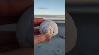 Beautiful white Moonsnail this evening on my shelling adventure! ️