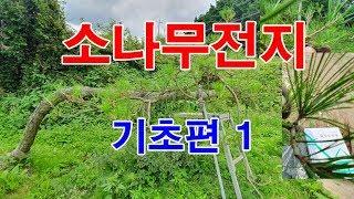 소나무전지 기초편1 팔공산조경과구들장의 전지전정이야기