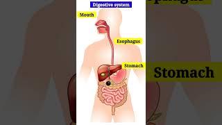 Digestive System Animation // Human Digestive system #digestivesystem #animation #shorts #ytshorts