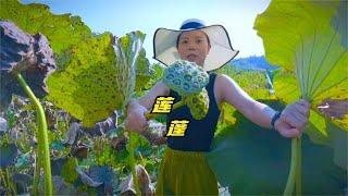 菜园摘菜意外摘到莲蓬，有个会种菜的老爸，一年四季不缺蔬菜吃！