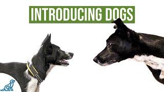 How To Introduce Your Puppy To Your Other Dog