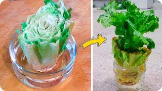 how to regrow lettuce with only water from kitchen scraps