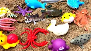 Muddy Sea Animal Getting Washed in Blue Tub with Fun Facts for Kids