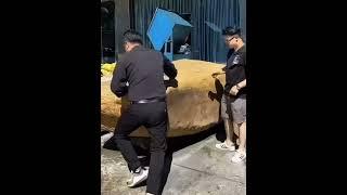 大姐不听儿子劝阻，抵押房产买下巨大原石#翡翠直播 #翡翠 #綠a翡翠 #翡翠手鐲 #缅甸翡翠 #翡翠代購 #翡翠代购