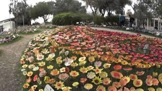 Blossoming with Age - adults created 10,000 exquisite ceramic flowers. Eretz Israel Museum Tel Aviv