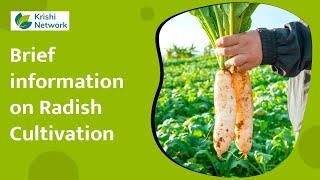 Radish Cultivation Part 1 | Information | | Krishi Network |