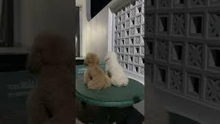 Two dogs sit at the table waiting for their owner