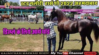 Marwari horse | स्टड गलौरी होर्स शौ डिसप्ले के लिये एक से बडकर एक होर्स stud Glory horse show 2022