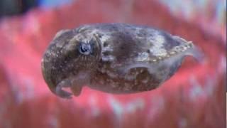 Cool Critters: Dwarf Cuttlefish - KQED QUEST