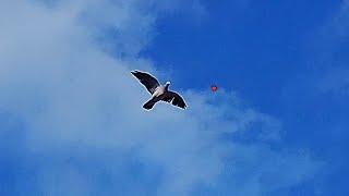 Wood Pigeon Shooting Shotkam Footage 2022