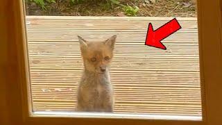 Baby fox stood in front of house for 2 hours begging people to save its trapped mother