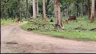 Wild dogs hunting sambar deer.