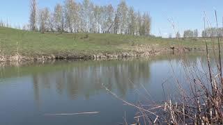 Красивое видео, природа зарисовки, пруд, озеро, вода ► пение птиц, релакс, медитация