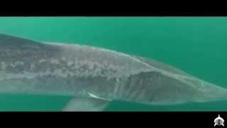 Basking Shark Scotland - Epic Season 2014 HD