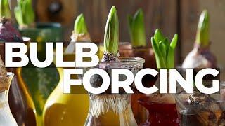 How to Force Hyacinth Bulbs