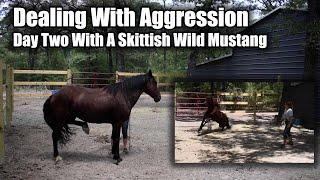 Dealing with Aggression | Day Two With a Skittish Wild Mustang | Brutus