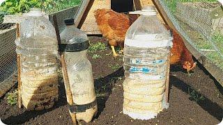 Amazing feeder for chickens with a bottle of water